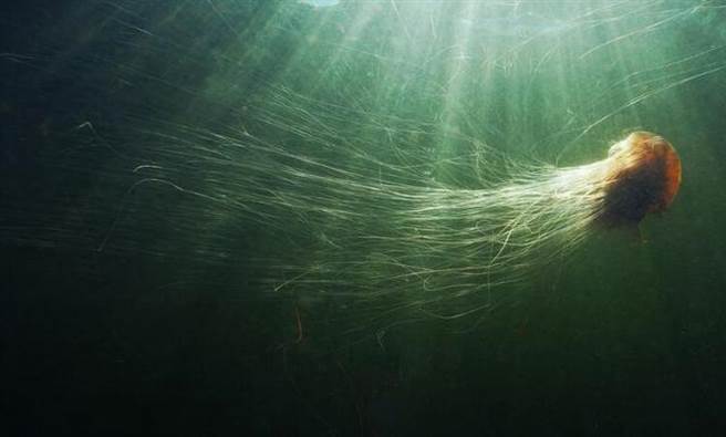 狮鬃水母的钟状体大约能够长到直径2公尺，而其触手更能达到60公尺长。