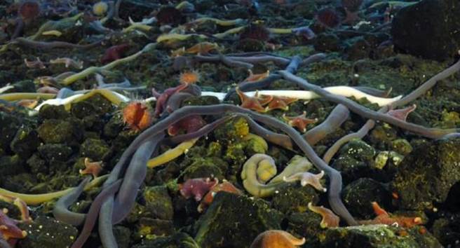 巨纵沟纽虫生活在英国西海岸岩石水坑之中。