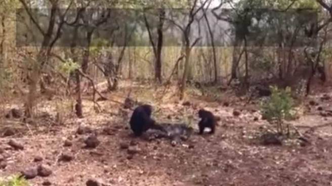 电影是真的！黑猩猩领袖被踢出族群 惨遭残杀啃噬