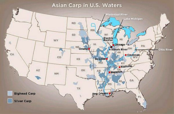 鲤鱼和鲢鱼有何不同？