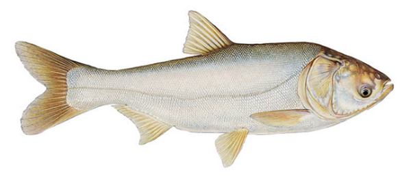 鲤鱼和鲢鱼有何不同？