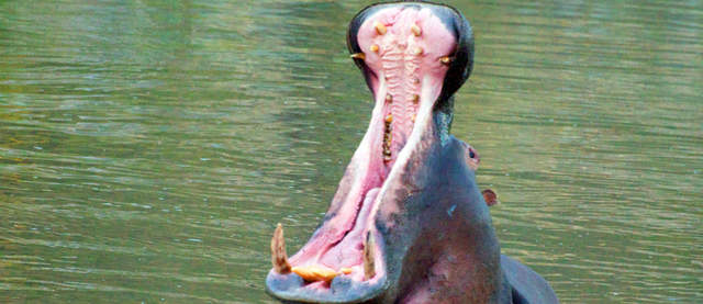 《古埃及关于动物的10件事实》杀害猫咪就处以死刑! - 图片13