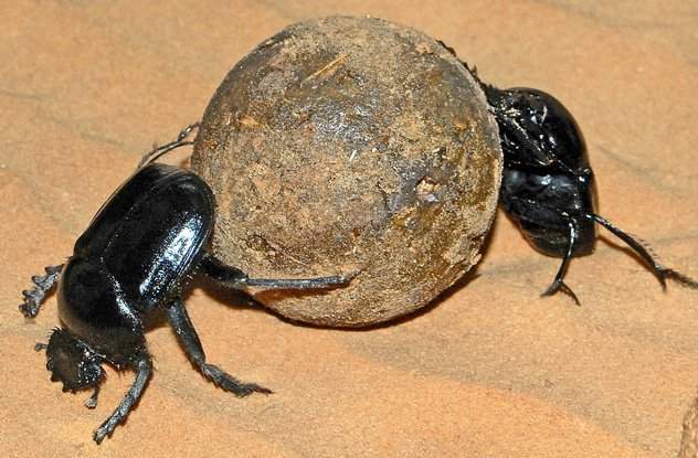 《古埃及关于动物的10件事实》杀害猫咪就处以死刑! - 图片11