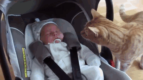 《各种动物的第一次》初体验的新鲜感好兴好兴奋✧ - 图片2