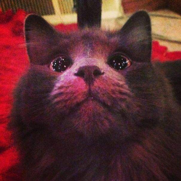 《各种动物的第一次》初体验的新鲜感好兴好兴奋✧ - 图片22