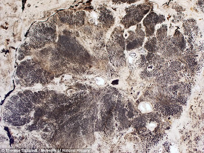 瑞典科学家在印度岩石中发现世界上迄今最古老的植物化石 距今16亿年