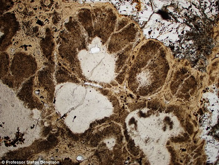 瑞典科学家在印度岩石中发现世界上迄今最古老的植物化石 距今16亿年