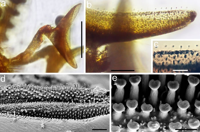 巨须隐翅虫的口器，显示下唇须末端的嗅觉感受器。比例尺在a为200微米，b为50微米，c和d为20微米，e为5微米。