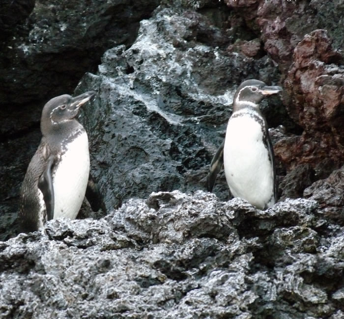 研究指这种行为的成因，或与岛上的严峻气候有关。（加拉帕戈斯国家公园图片）