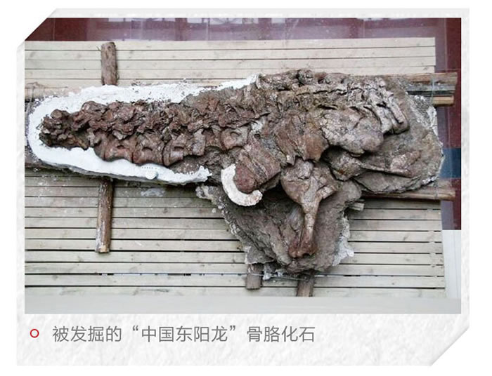 中国东阳龙：一条以浙江东阳命名的恐龙