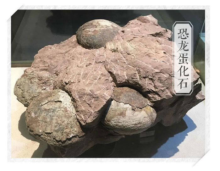 中国东阳龙：一条以浙江东阳命名的恐龙