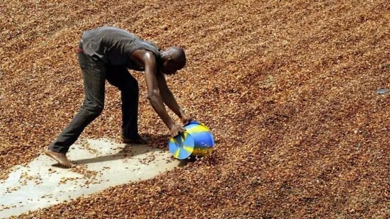 正在晾晒中的可可豆。图片:npr.org