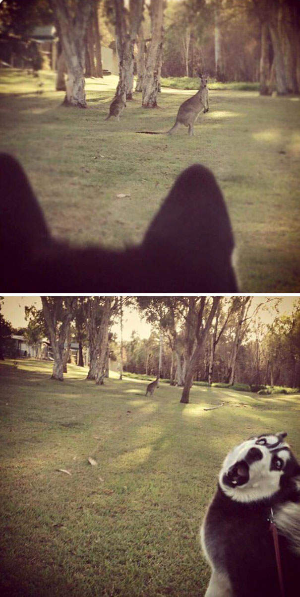 《各种动物的第一次》初体验的新鲜感好兴好兴奋✧ - 图片4