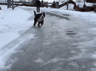 《各种动物的第一次》初体验的新鲜感好兴好兴奋✧ - 图片13