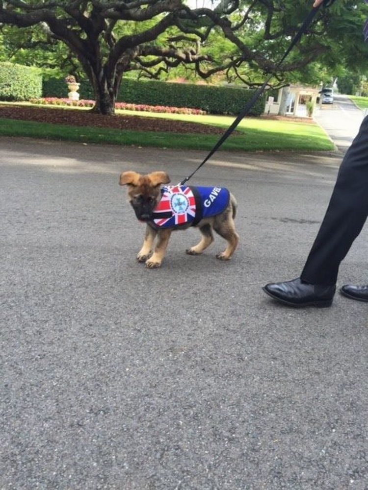 澳洲昆士兰省总督府的迎宾犬Gavel(图/翻摄自BBC)
