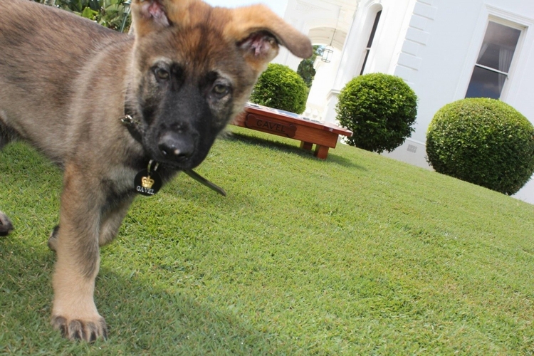 澳洲昆士兰省总督府的迎宾犬Gavel(图/翻摄自BBC)