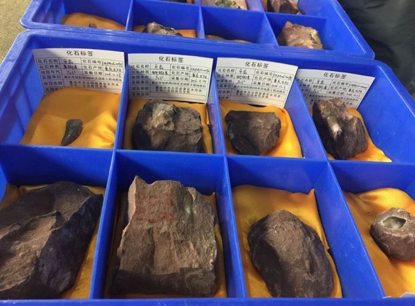 重庆发现1.6亿年前的恐龙化石墙。(图/翻摄自《多维新闻网》)