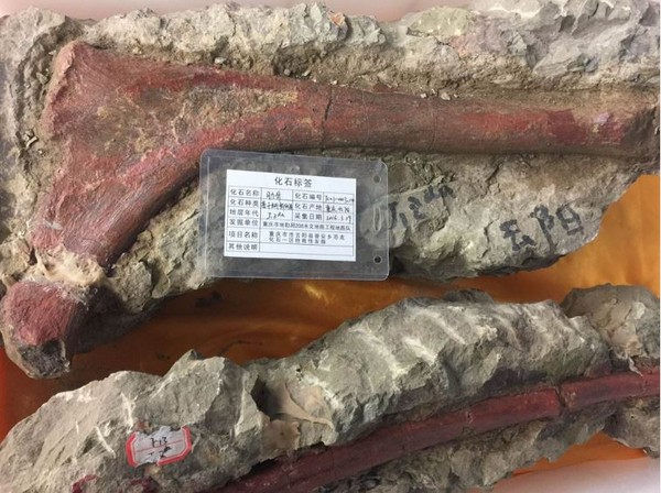 重庆发现1.6亿年前的恐龙化石墙。(图/翻摄自《多维新闻网》)