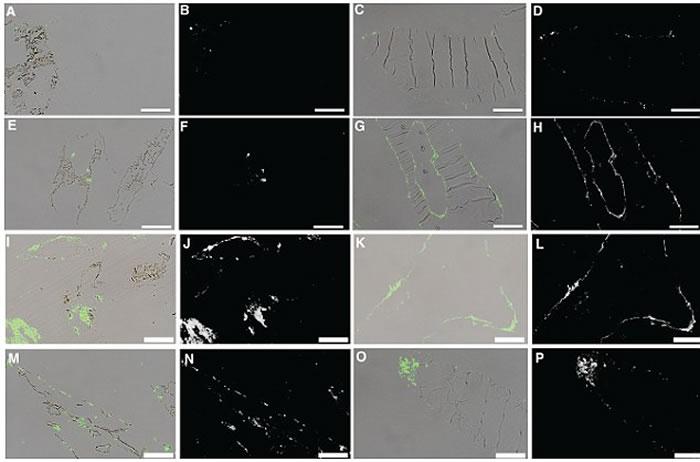 使用高分辨率质谱法无意间发现这一恐龙组织