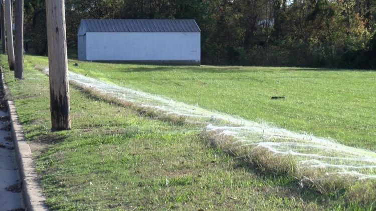 在春季和秋季，數百萬的幼蛛爬行到它們棲地的最高點——比如說柵欄柱或是高大的植物——並且吐出能夠讓它們被氣流抬升搭載的絲線。Photograph by WMC A
