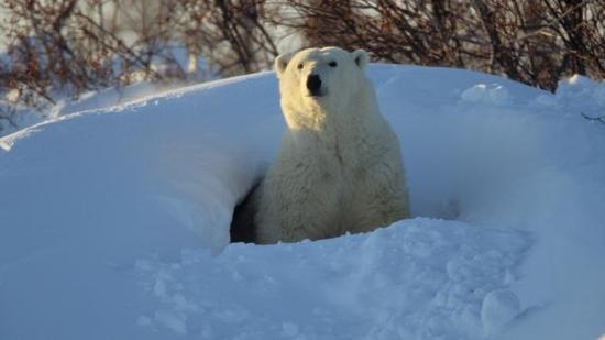 北极熊从洞穴中爬出。