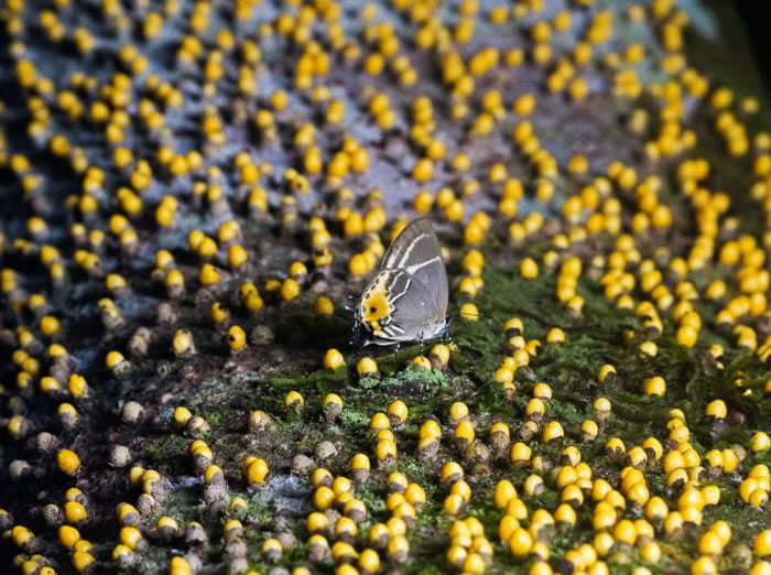 Terenthina terentia的成虫翅膀上有黄色的小点，看起来非常像这些奇特的黄色小球。 PHOTOGRAPH BY AARON POMERANTZ
