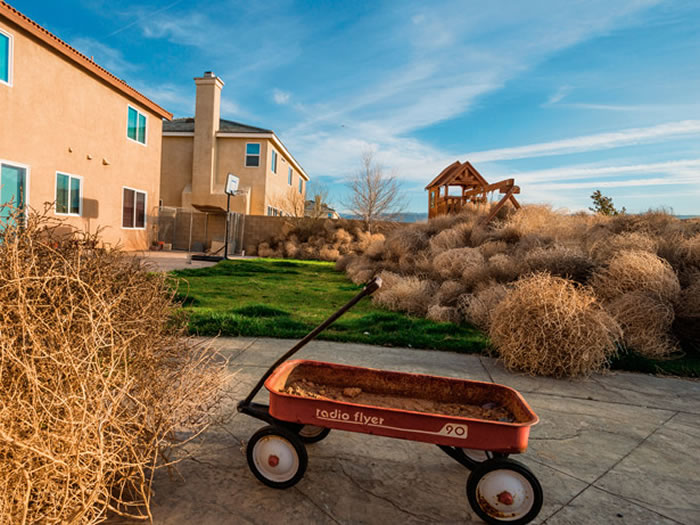 一场风滚草（俄罗斯蓟）之灾吹遍美国西部