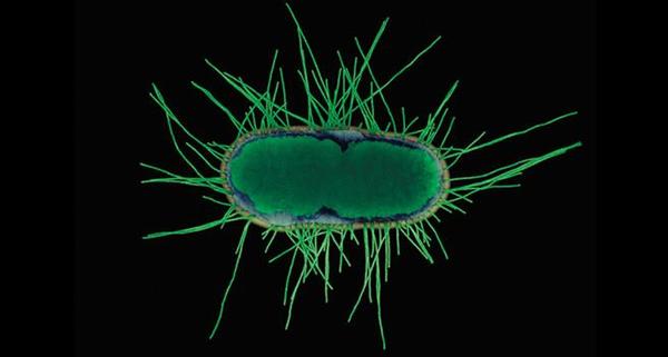 进食后的饱腹感，其实是来自肠道内的细菌