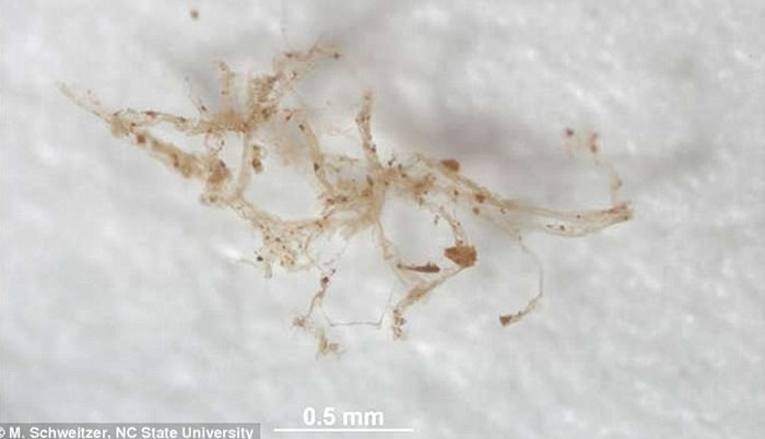 科学家最新研究证实8000万年前恐龙骨骼化石中存在着血管组织，他们将该组织与现代鸟类蛋白质组织进行对比获得这项发现。