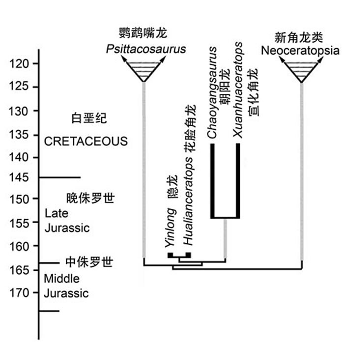 基干角龙系统发育分析得到的一颗最简约树 （韩凤禄供图）
