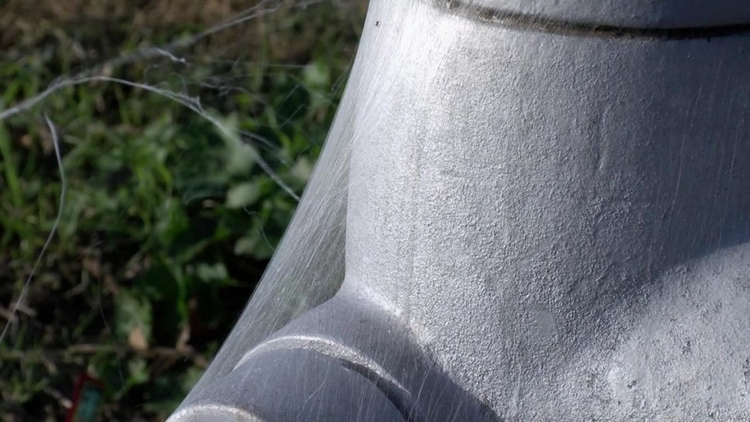 这些蜘蛛的种类难以判断，但有位专家说，它们可能是圆蛛和皿蛛。 Photograph by WMC Action News 5