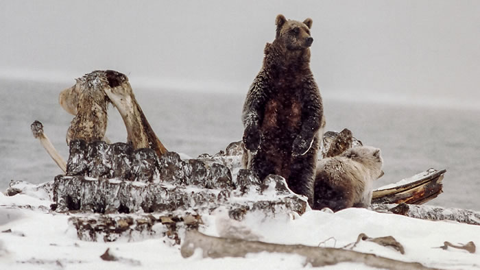 “嘿，别动我的尸体！”灰熊不让北极熊接近它的食物