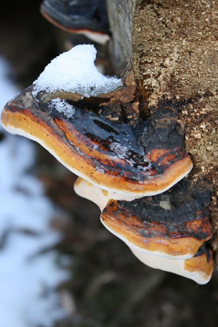 地球历史上最重要的煤形成时期很可能反映了热带多雨气候时期的构造活动