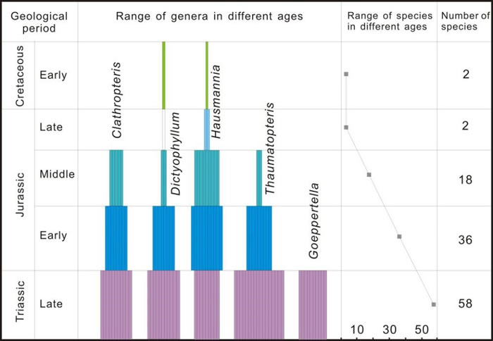 中国中生代双扇蕨科植物的化石多样性变化