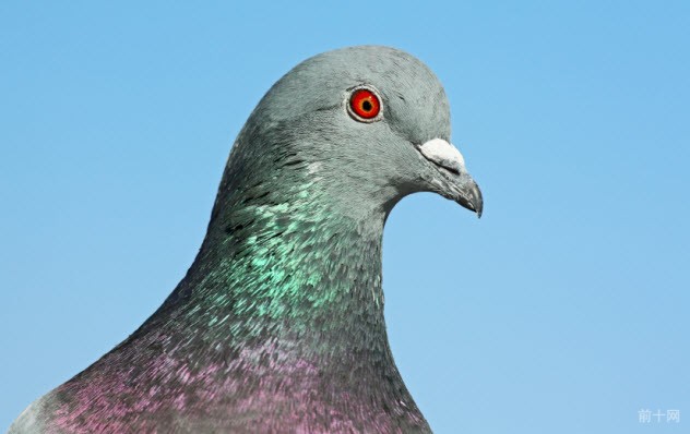 3-pigeon-head_000019906494_Small