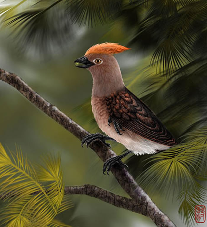 郑氏重明鸟生活复原图（史爱娟绘图）