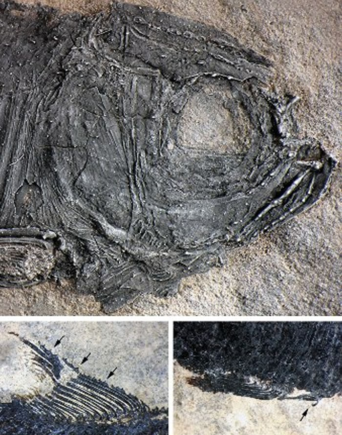 多饰维纳斯鱼的雄性第二性征（徐光辉供图）