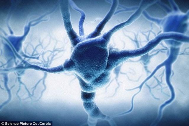 研究称人类大脑信息存储能力是之前预计10倍