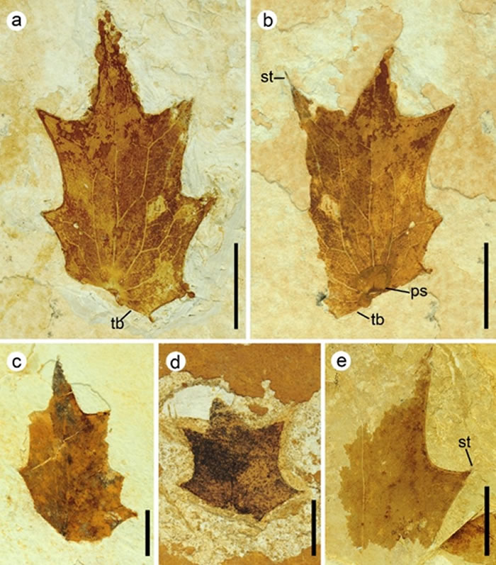 发现于云南文山盆地中新统地层中的东亚十大功劳（Mahonia mioasiatica J. Huang et Z. K. Zhousp. nov.）小叶片化石