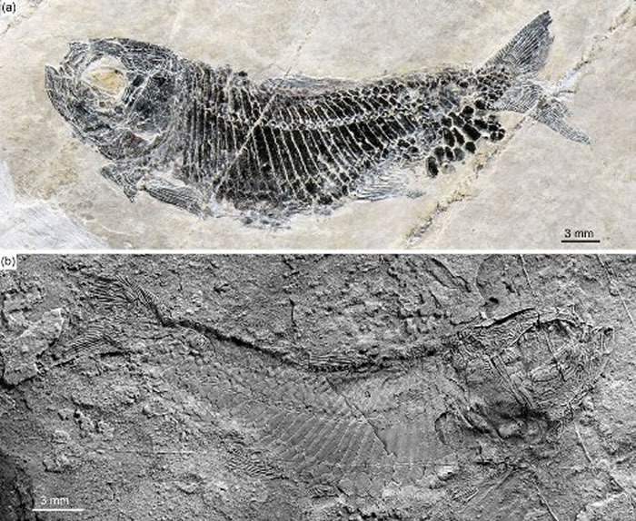 多饰维纳斯鱼雌性个体（徐光辉供图）