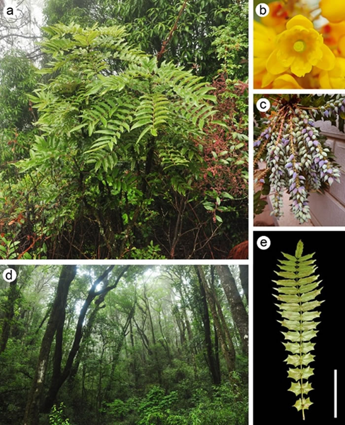 东亚地区现存十大功劳属东方群植物的形态与生存环境