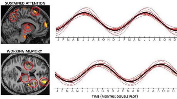 季节可能影响大脑功能