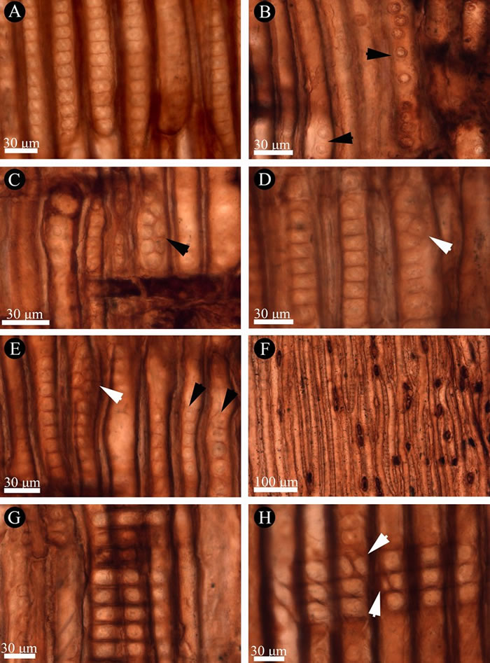 化石木材径切面与弦切面