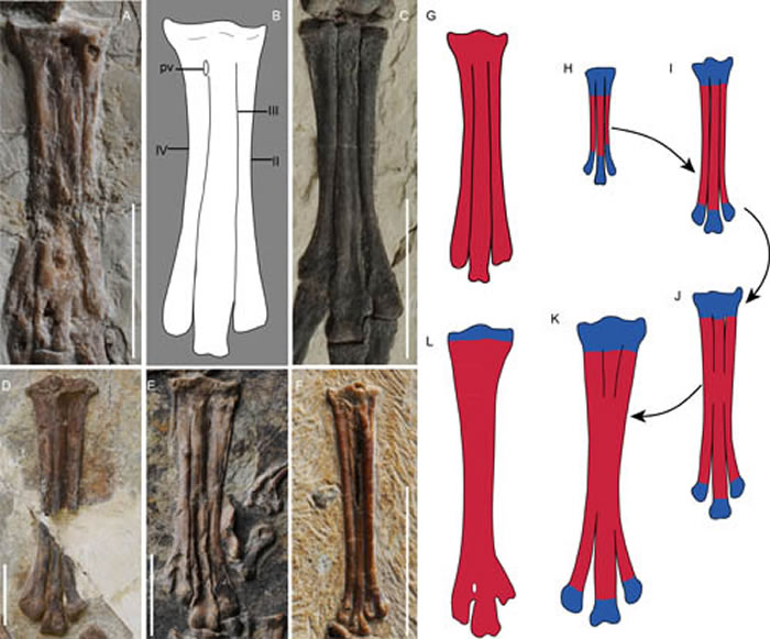 原始鸟类和现生鸟类跗蹠骨愈合示意图（王敏供图）