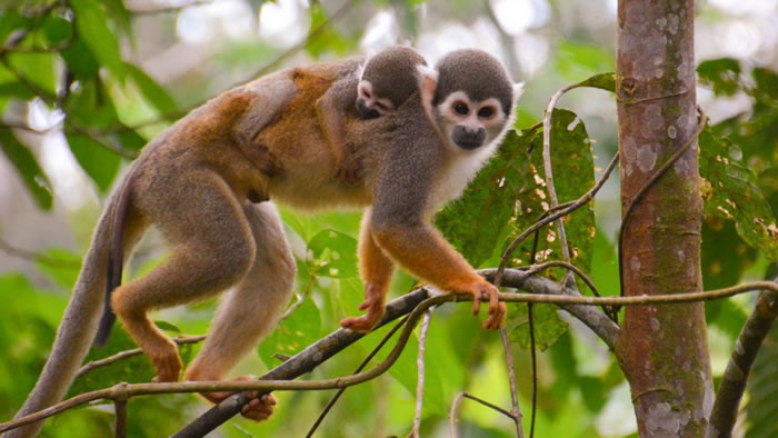 亚马逊雨林发现的新化石表明：猴子在4000万年前划着木筏从非洲抵达南美洲