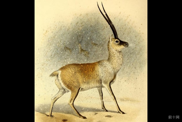 6a-tibetan-antelope