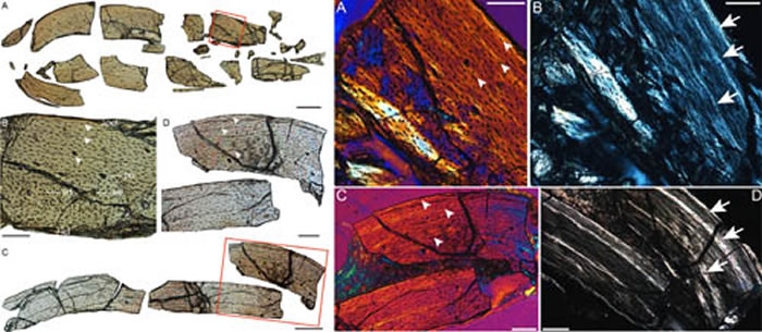 匙吻古喙鸟成年个体骨组织切片图（王敏供图）