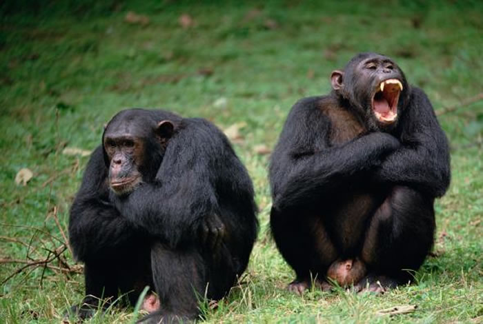 乌干达的一些黑猩猩（如图，位于坦尚尼亚贡贝溪国家公园）被观察到结成一伙并杀害属于邻近群体的黑猩猩。 PHOTOGRAPH BY GERRY ELLIS， NAT