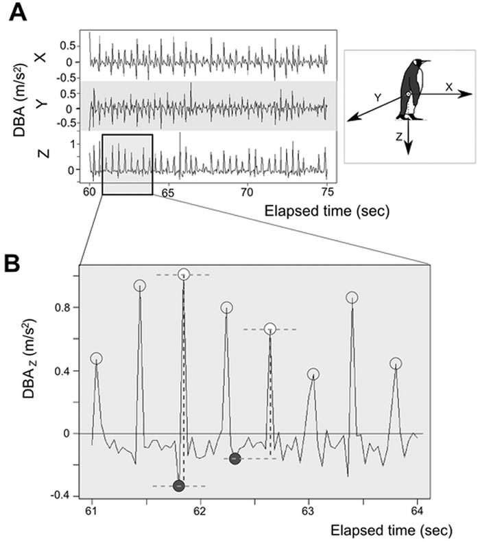 较胖的企鹅在跋涉到繁殖地的路上更有可能摔跤