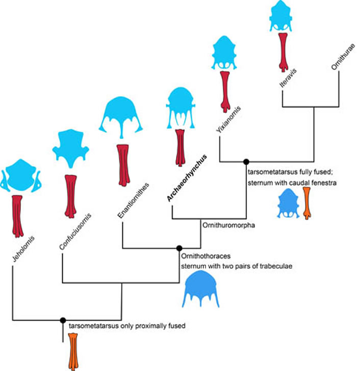 胸骨和跗蹠骨形态在原始鸟类的演化（王敏供图）
